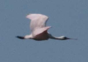 Roseate Spoonbill