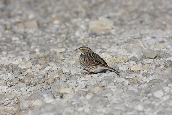Savannah Sparrow