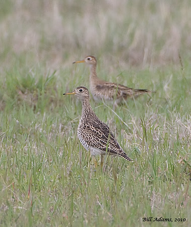 Upland Sandpipers