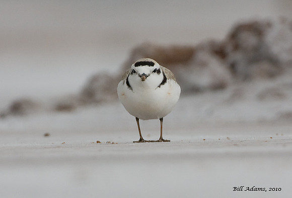 Snowy Plover