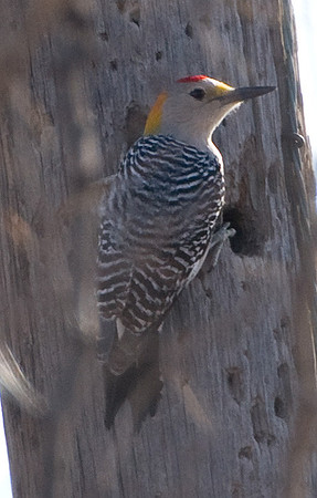 Golden-fronted Woodpecker