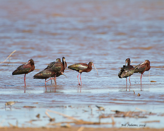 White-faced Ibis