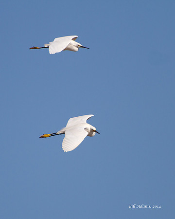 Snowy Egrets