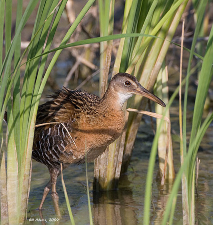 King Rail