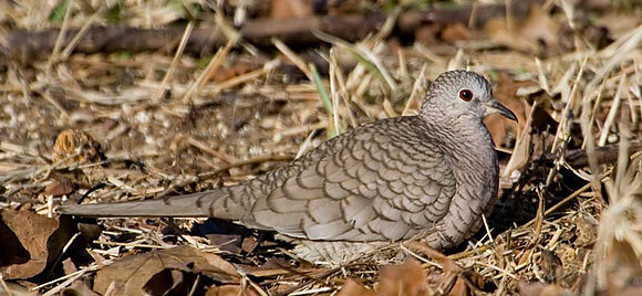 Inca Dove
