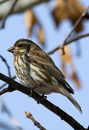 Female Purple Finch