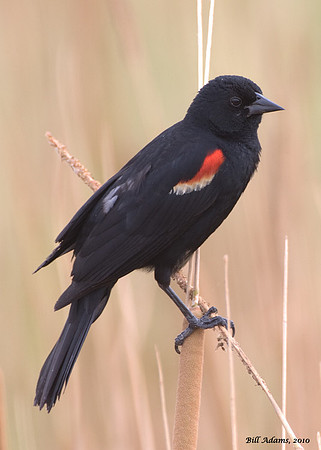 Red-winged Blackbird