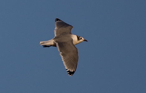 Franklin's Gull
