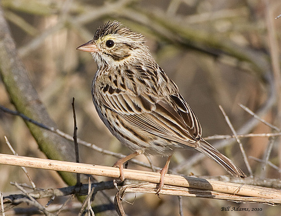 Savannah Sparrow