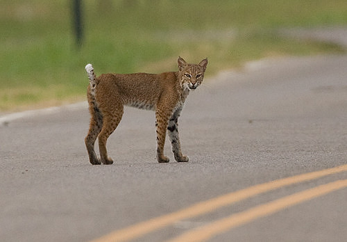 Bobcat