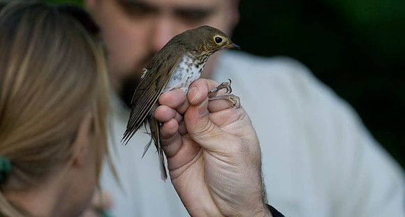 Swainson's Thrush