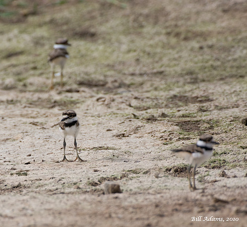 3 of 4 Baby Killdeer