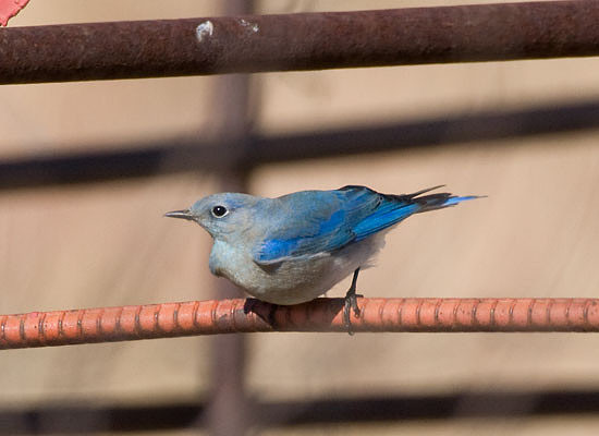 Male Mountain Bluebird