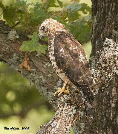 Broad-winged Hawk