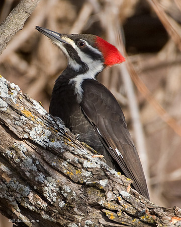 Female Pileated Woodpecker