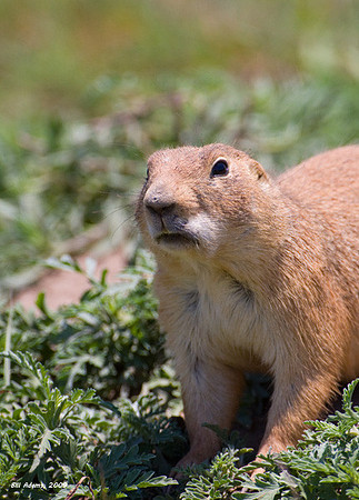 Black-tailed Prairie Dog