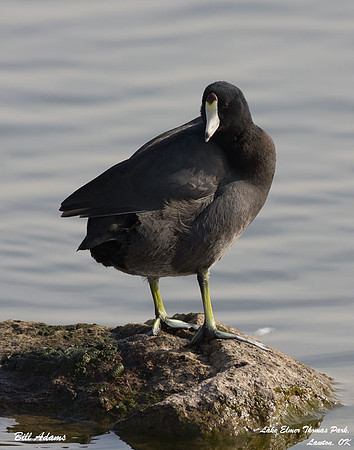 American Coot