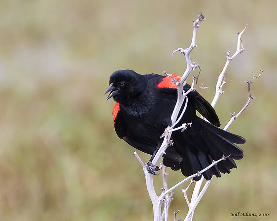 Red-winged Blackbird