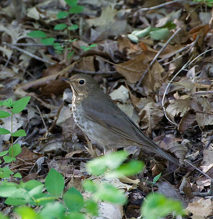 Swainson's Thrush
