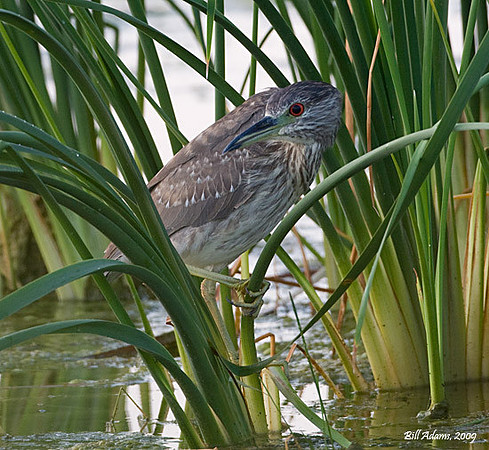 Immature Black-crowned Nightheron