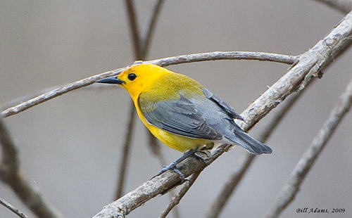 Prothonotary Warbler