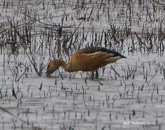 Fulvous Whistling Duck