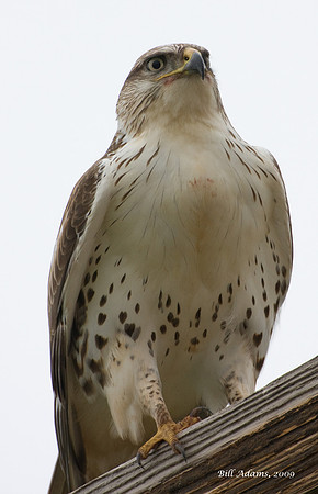Ferruginous Hawk