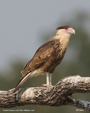Crested Caracara