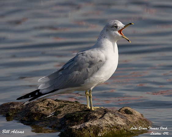 Ring-billed Gull