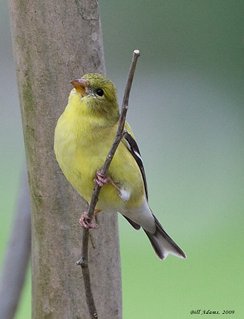 Female American Goldfinch
