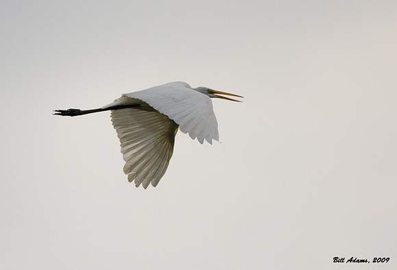 Great Egret