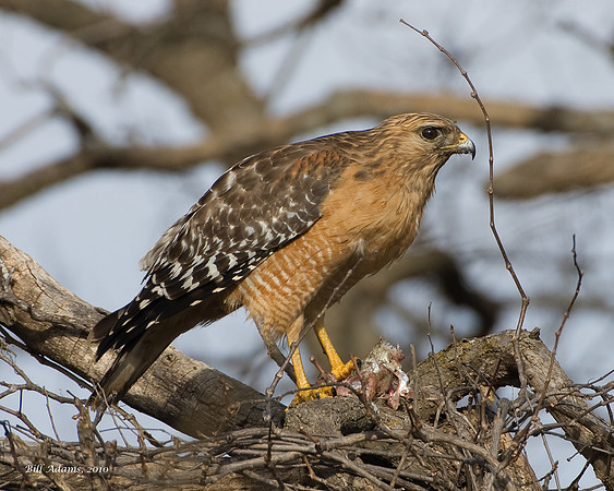 Red-shouldered Hawk with Fish