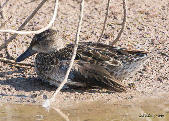 Unknown duck