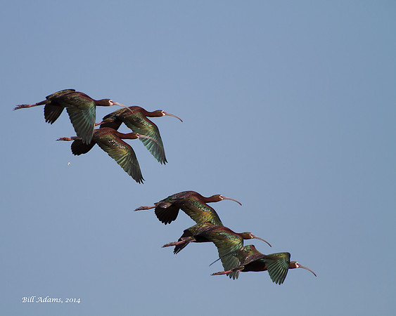 White-faced Ibis