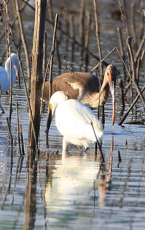 Immature White Ibis
