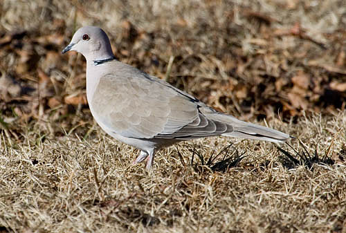 Eurasion Collard Dove