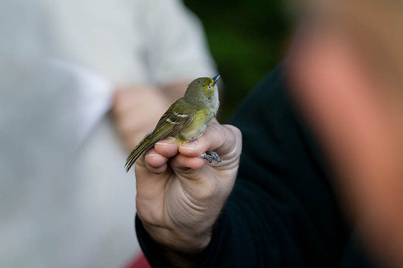 White-eyed Vireo