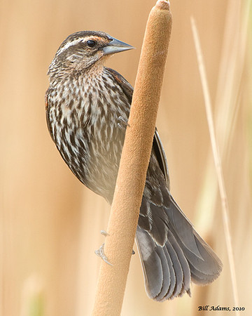 Red-winged Blackbird