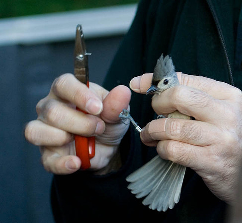 Tufted Titmouse