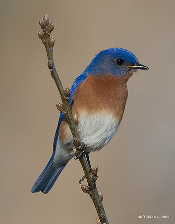 Male Eastern Bluebird