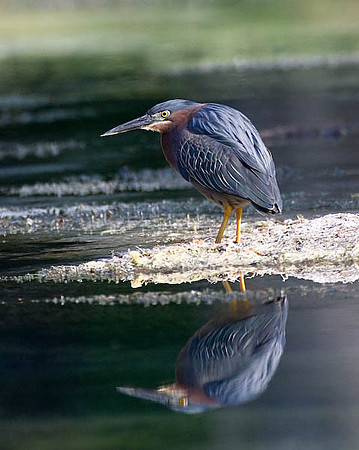Green Heron