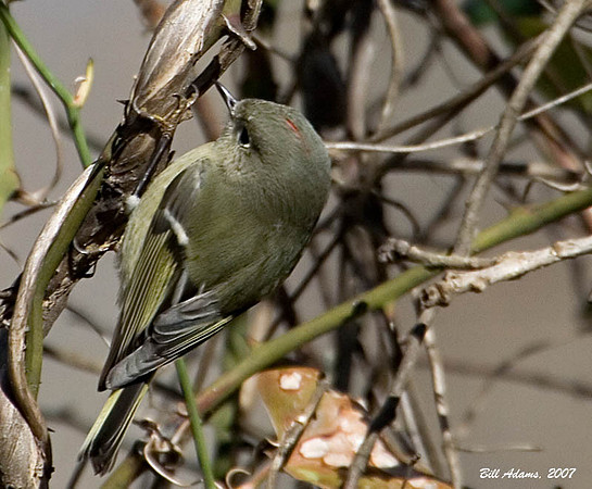 Ruby-crowned Kinglet