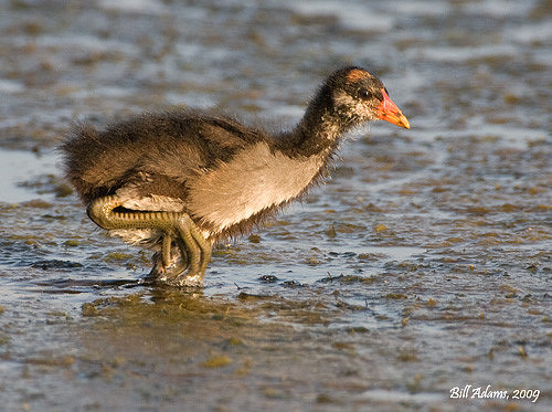 Common Moorhen Chick