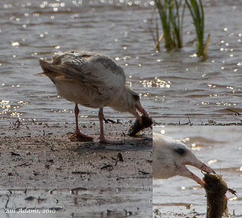 Herring Gull?