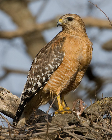 Red-shouldered Hawk with Fish