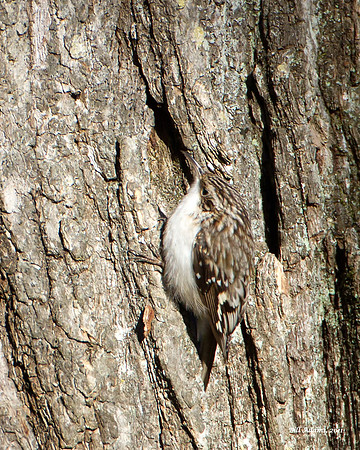 Brown Creeper