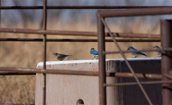 Mountain Bluebirds