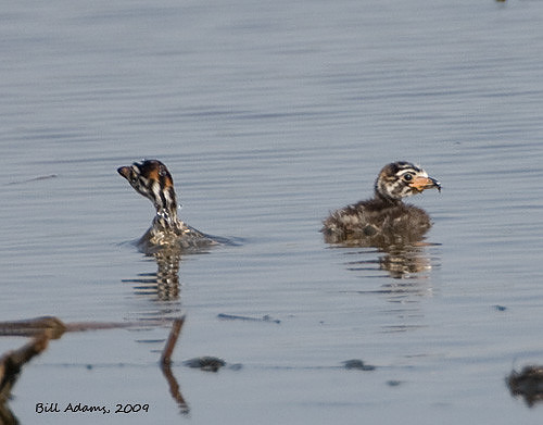 Pie-billed Grebe Chicks