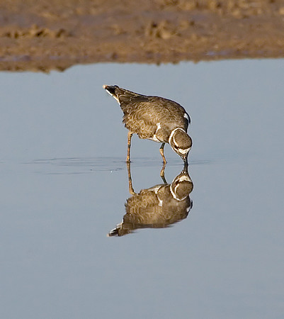 Killdeer