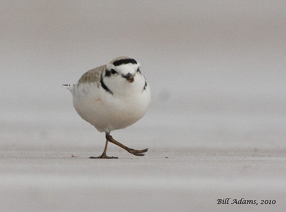 Snowy Plover